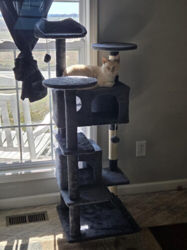 Yaheetech 54in Cat Tree. Multi-Level Cat Tower with Spacious Kitten-ear Perch. 2 Cozy Caves. Scratching Posts. Climbing Ladder. 2 Plush Balls. Durable Pet House Furniture for Indoor Kittens. Dark Gray photo review