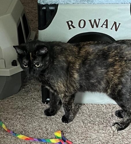 Greater Goods Digital Food Scale for Kitchen & Baking. 10kg/22lb High-Capacity Weight Scale with 1g Precision. Stainless Steel Platform. Hi-Def LCD. Ideal for Bread. Sourdough & Bulk Cooking photo review