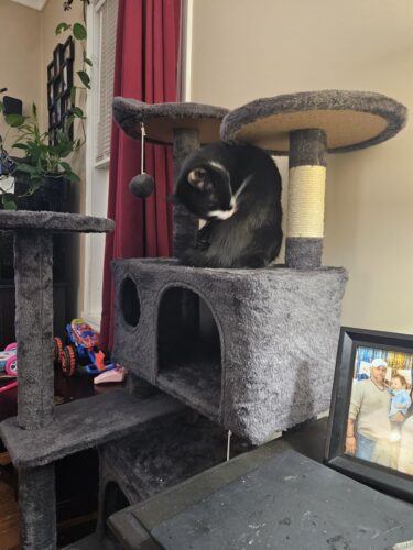 Yaheetech 54in Cat Tree. Multi-Level Cat Tower with Spacious Kitten-ear Perch. 2 Cozy Caves. Scratching Posts. Climbing Ladder. 2 Plush Balls. Durable Pet House Furniture for Indoor Kittens. Dark Gray photo review