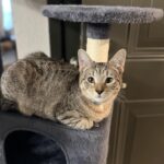 Yaheetech 54in Cat Tree. Multi-Level Cat Tower with Spacious Kitten-ear Perch. 2 Cozy Caves. Scratching Posts. Climbing Ladder. 2 Plush Balls. Durable Pet House Furniture for Indoor Kittens. Dark Gray photo review