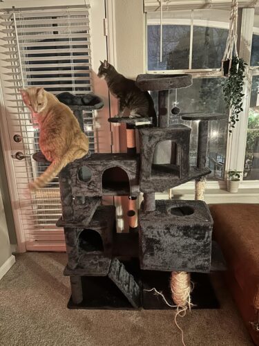 Yaheetech 54in Cat Tree. Multi-Level Cat Tower with Spacious Kitten-ear Perch. 2 Cozy Caves. Scratching Posts. Climbing Ladder. 2 Plush Balls. Durable Pet House Furniture for Indoor Kittens. Dark Gray photo review