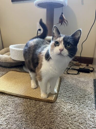 FUKUMARU Cat Scratcher Mat. 23.6 X 15.7 Inch Natural Sisal Cat Scratch Mats. Horizontal Cat Floor Scratching Pad Rug with Sticky Tapes. Protect Couch and Carpets photo review