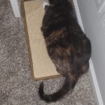 FUKUMARU Cat Scratcher Mat. 23.6 X 15.7 Inch Natural Sisal Cat Scratch Mats. Horizontal Cat Floor Scratching Pad Rug with Sticky Tapes. Protect Couch and Carpets photo review