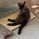 FUKUMARU Cat Scratcher Mat. 23.6 X 15.7 Inch Natural Sisal Cat Scratch Mats. Horizontal Cat Floor Scratching Pad Rug with Sticky Tapes. Protect Couch and Carpets photo review