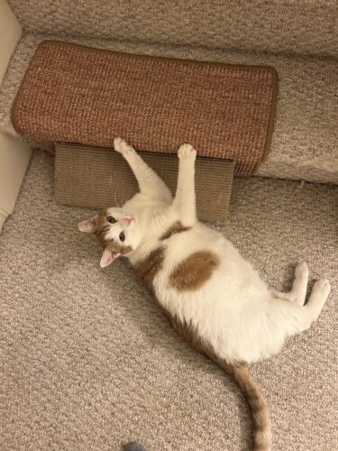 FUKUMARU Cat Scratcher Mat. 23.6 X 15.7 Inch Natural Sisal Cat Scratch Mats. Horizontal Cat Floor Scratching Pad Rug with Sticky Tapes. Protect Couch and Carpets photo review