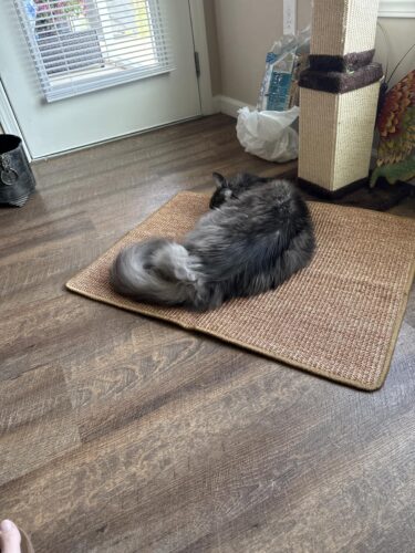 Greater Goods Digital Food Scale for Kitchen & Baking. 10kg/22lb High-Capacity Weight Scale with 1g Precision. Stainless Steel Platform. Hi-Def LCD. Ideal for Bread. Sourdough & Bulk Cooking photo review